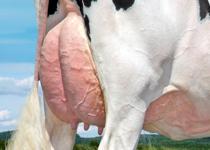 DAM: KCCK ARTIST ANA EX-92-4YR