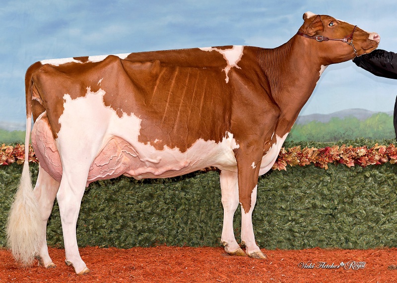 BLONDIN RD UNSTOPABULL MAPLE EX-94