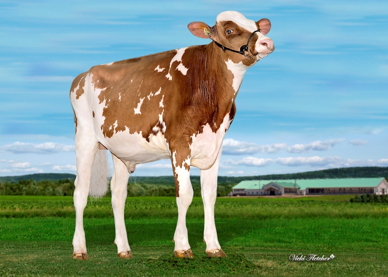 HODGLYNN MAXIMUM-RED