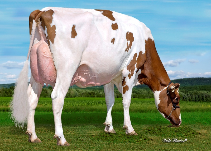 DAM: BLONDIN MIRAND ANDREA-RED EX-4YR