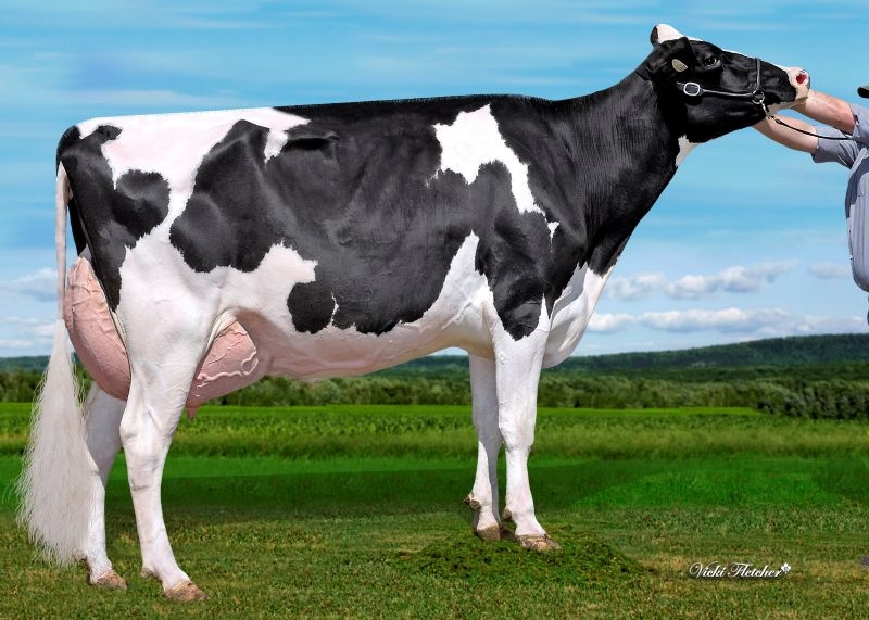 2nd DAM: WISSELVIEW LAMDA DELIGHT EX 3*