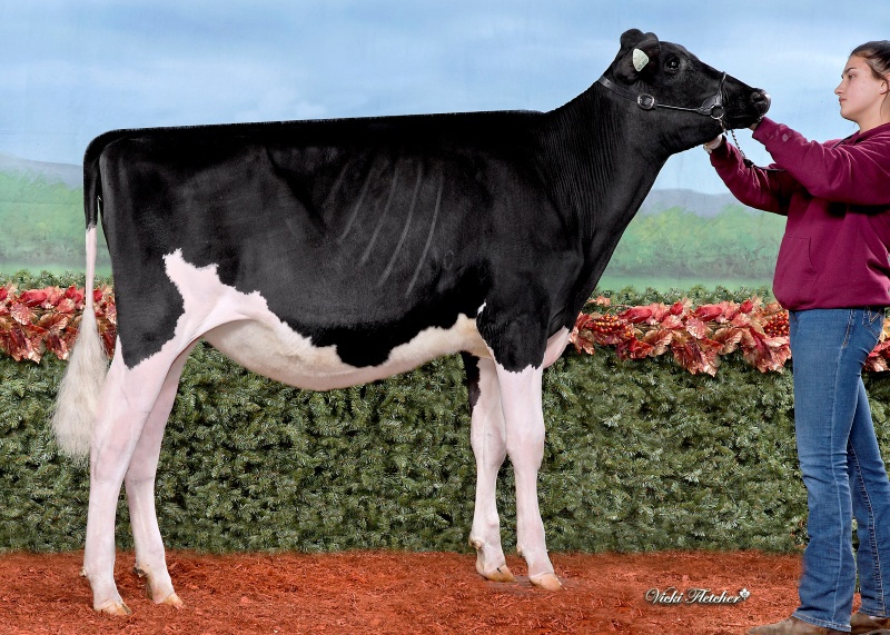 JM VALLEY SUGARUSH FRETTE