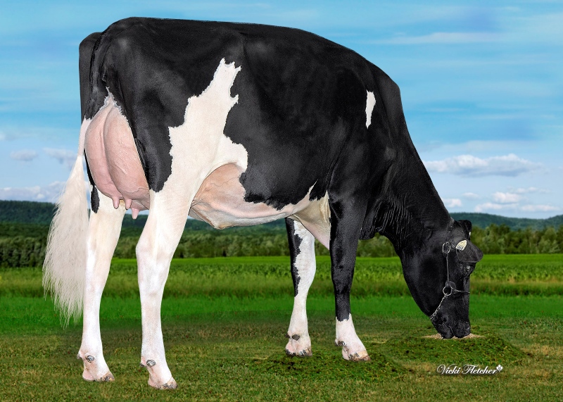 BLONDIN LEGEND LAILA VG-87-2YR