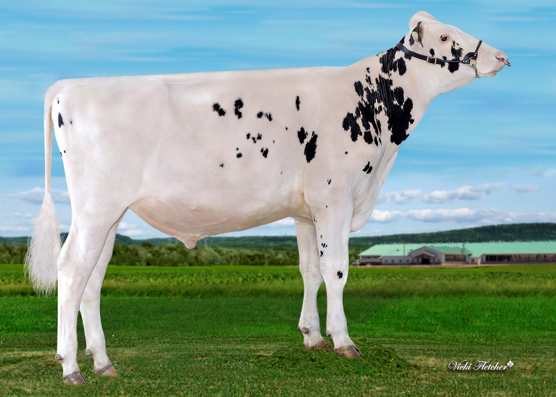 JACOBS SHAKIRAS SUPREME