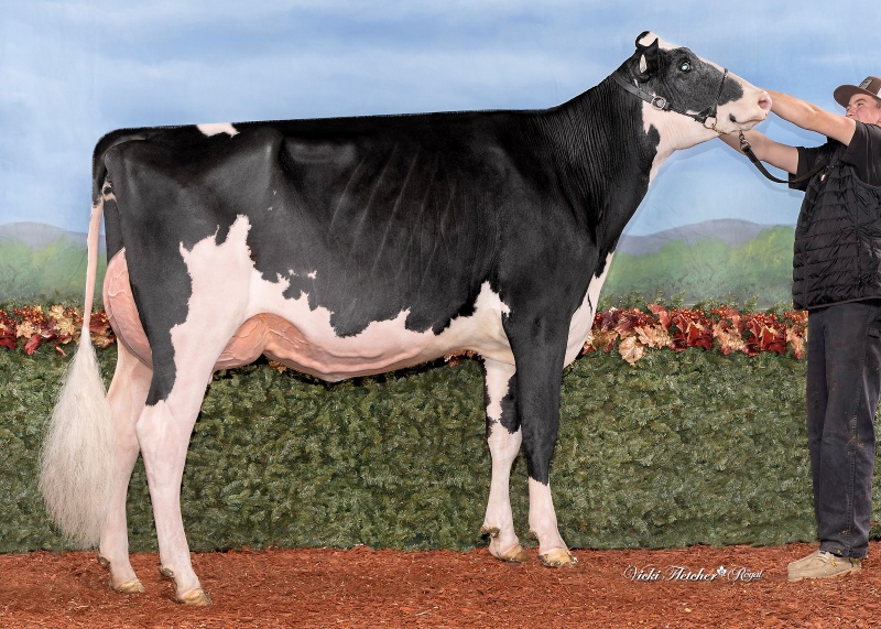 BLONDIN ALPHA ANGELFISH VG-87-2YR