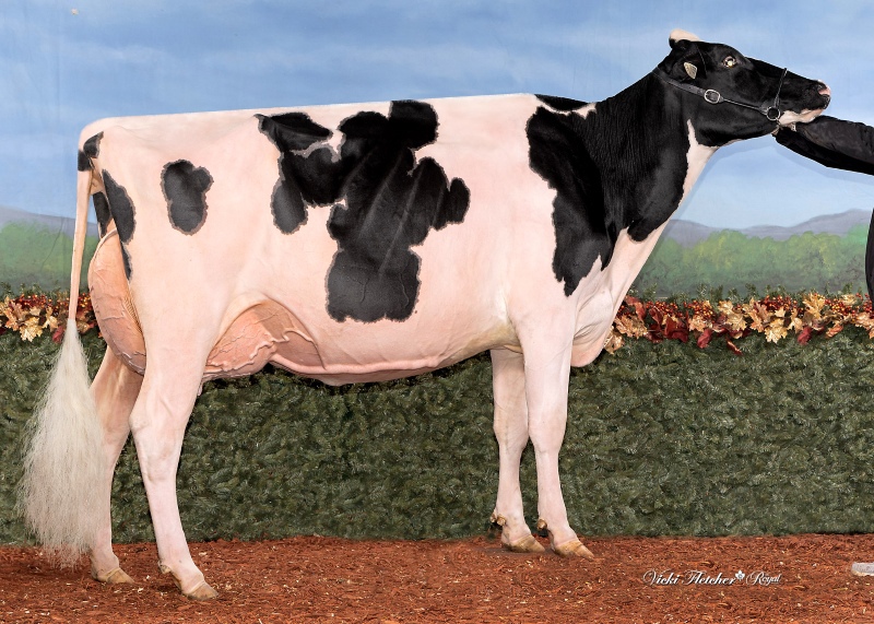 OLORTINE AVENGER DESIGN VG-89-2YR