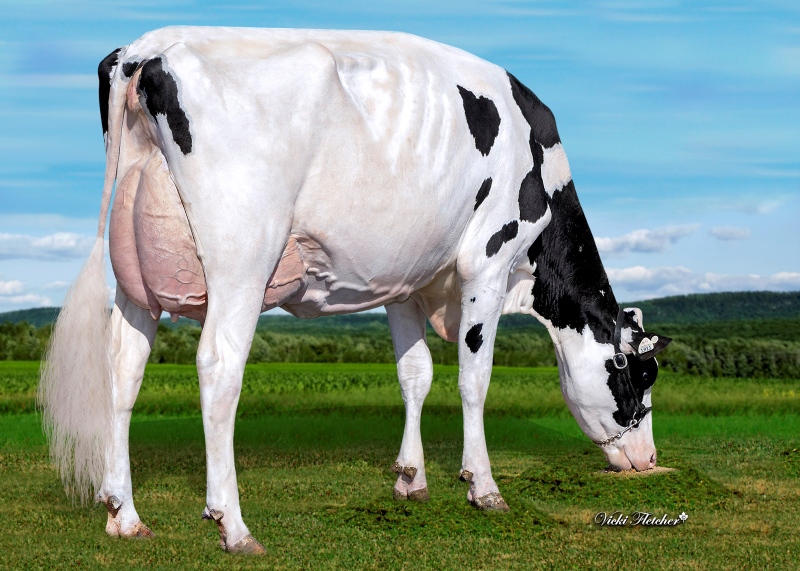 DAM: BLONDIN ALLIGATOR DARLING VG-88-3YR