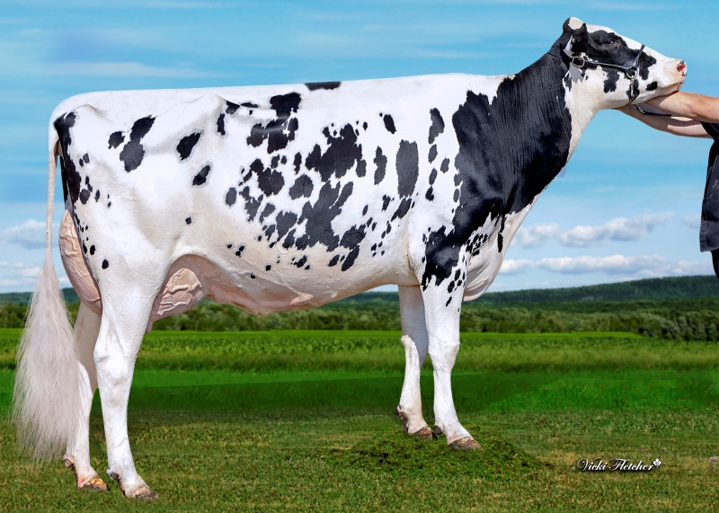 DAM: SILVER-ELITE PRFCT 30328 VG-89-3YR