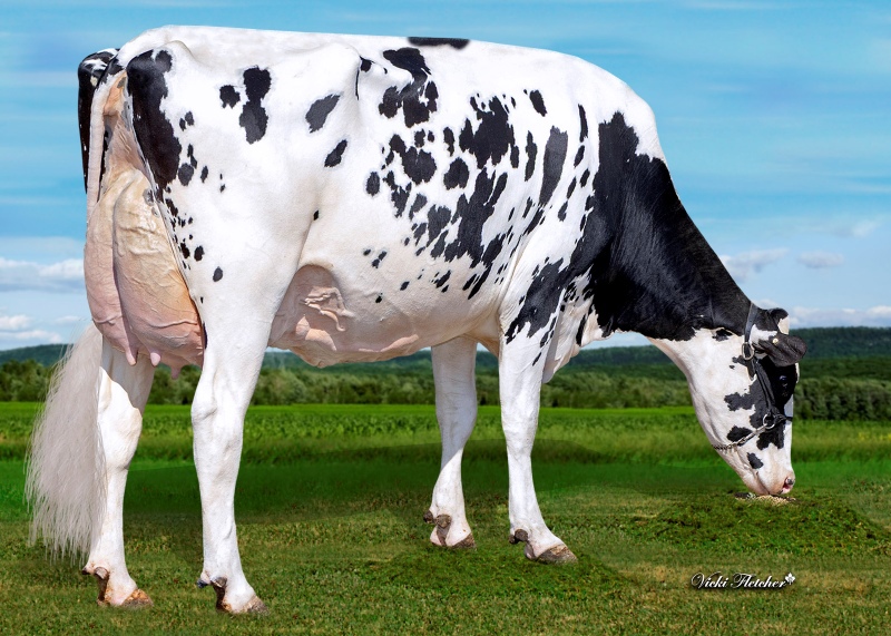 DAM: SILVER-ELITE PRFCT 30328 VG-89-3YR