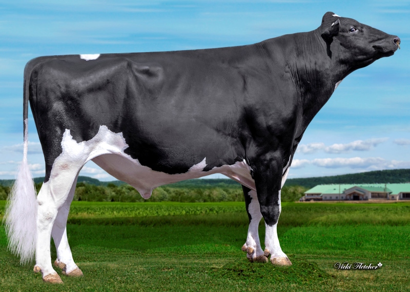 KINGS-RANSOM DYNASTY