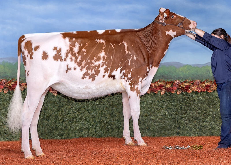 HARVESTACRES PAINT THE TOWN RED