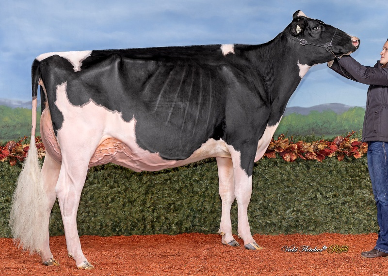 PERRINRIDGE MASTER HADDIE VG-87-1YR