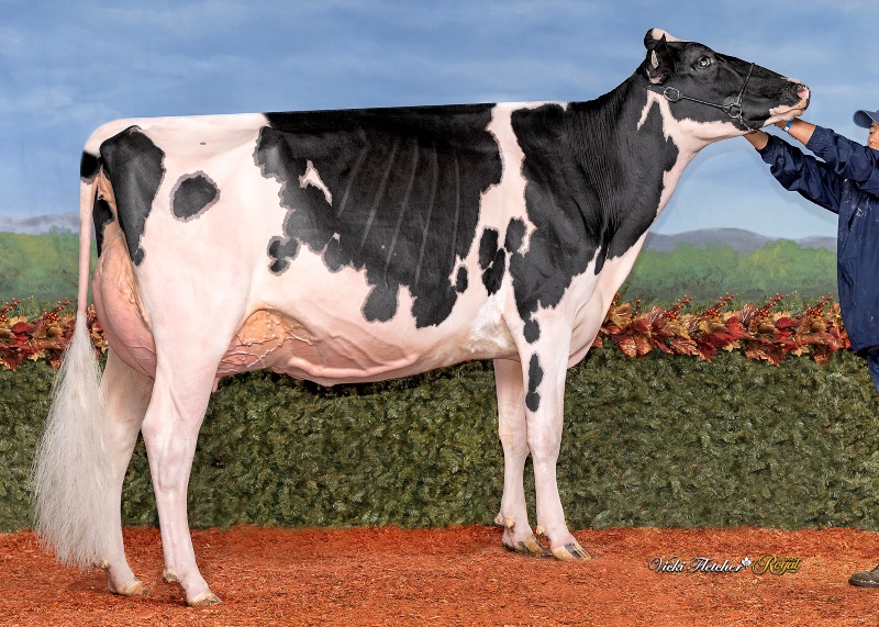 SHADYRAIL MASTER CLOVER VG-88-2YR