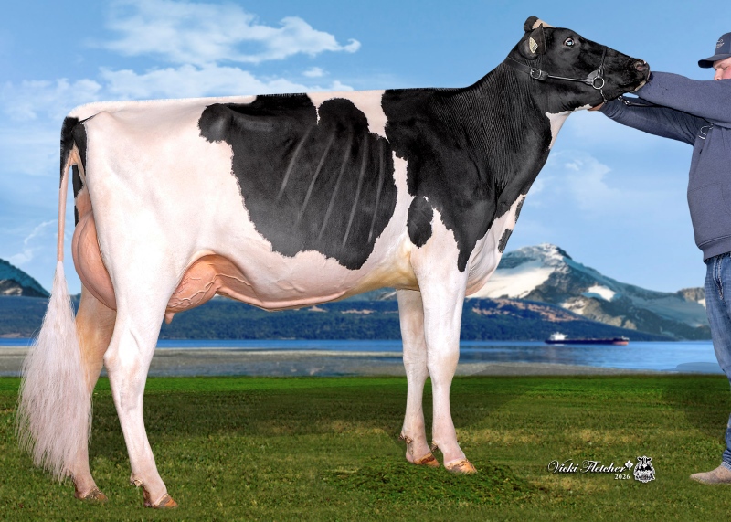 HAMMING SALUTE BELLA VG-87-2YR