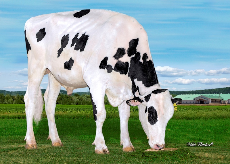 CASHCOW SALARY-PP