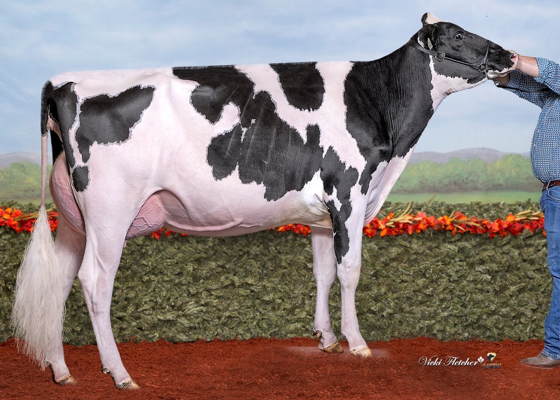 FAMIPAGE SALUTE AQUILA VG-86-1YR