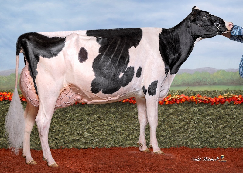 DESDION LEGEND HABERRY EX-93-4YR