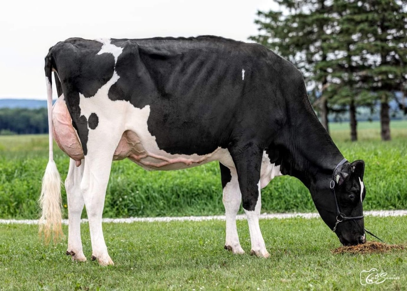 DAM: DULET LAMBDA KATRINA EX 5*