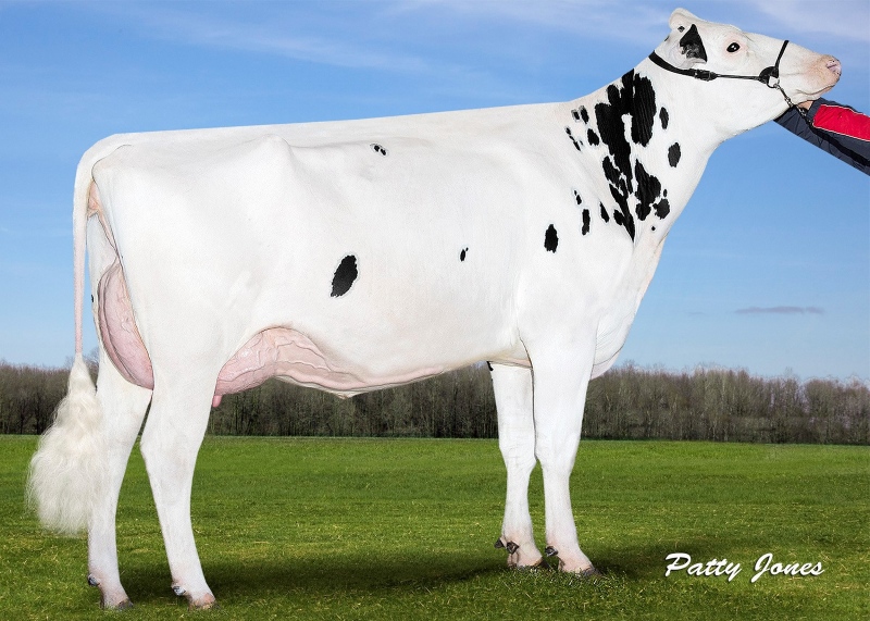 4th DAM: SNOWBIZ BREWMASTER SWAN VG-88 7*